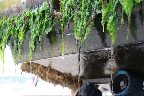 Marine Organisms And Water Algae